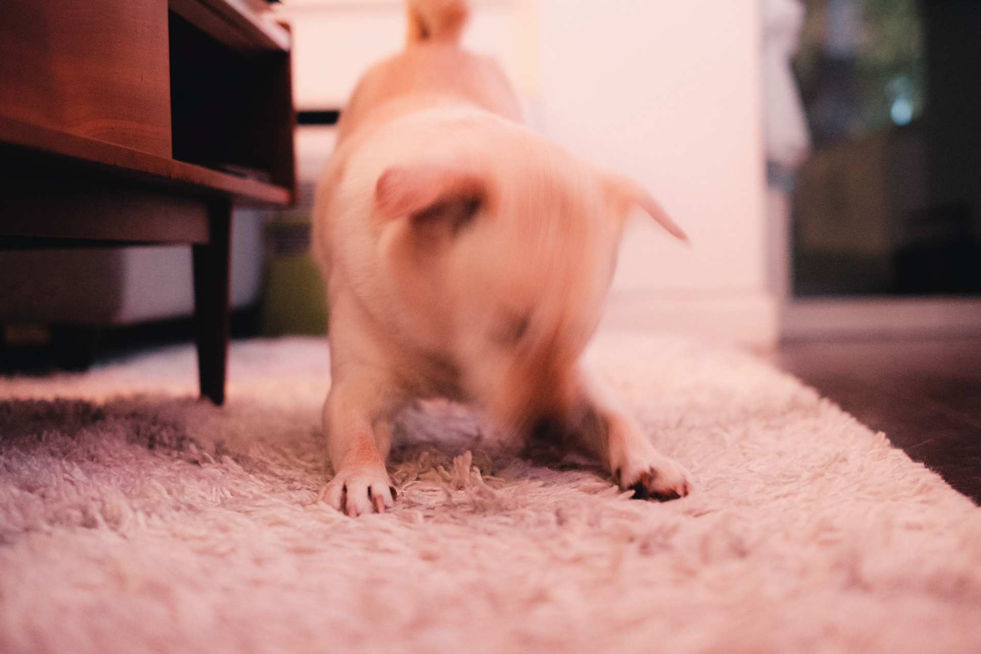 Dog Sneeze