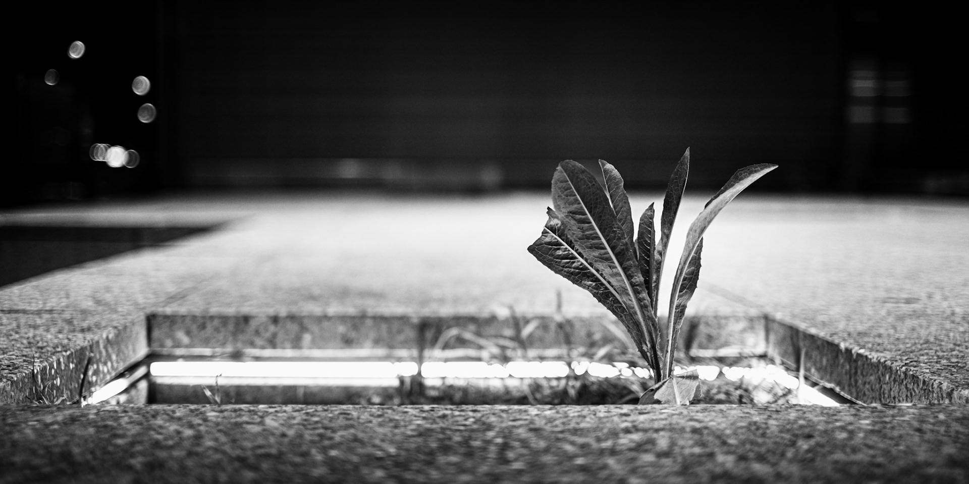 Lone Leaf