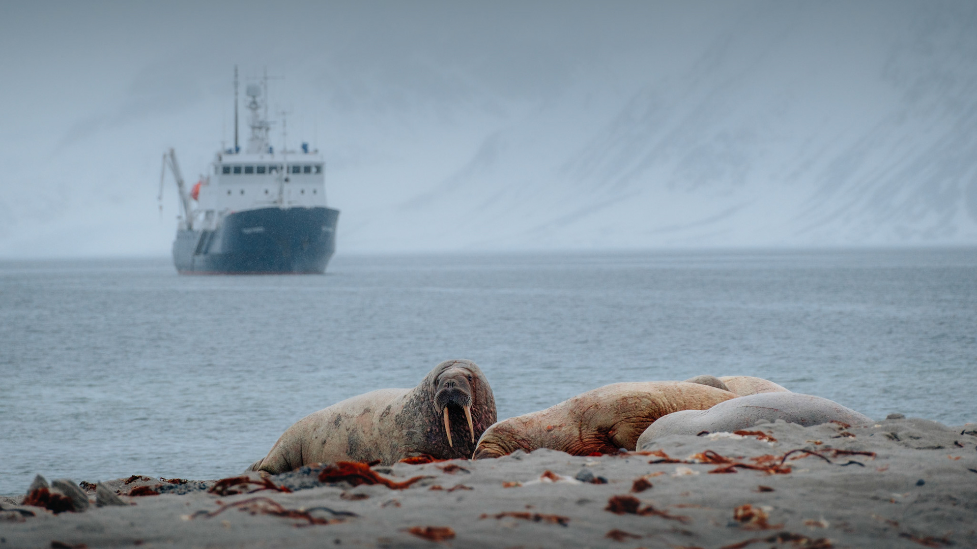 Glamorous Walruses