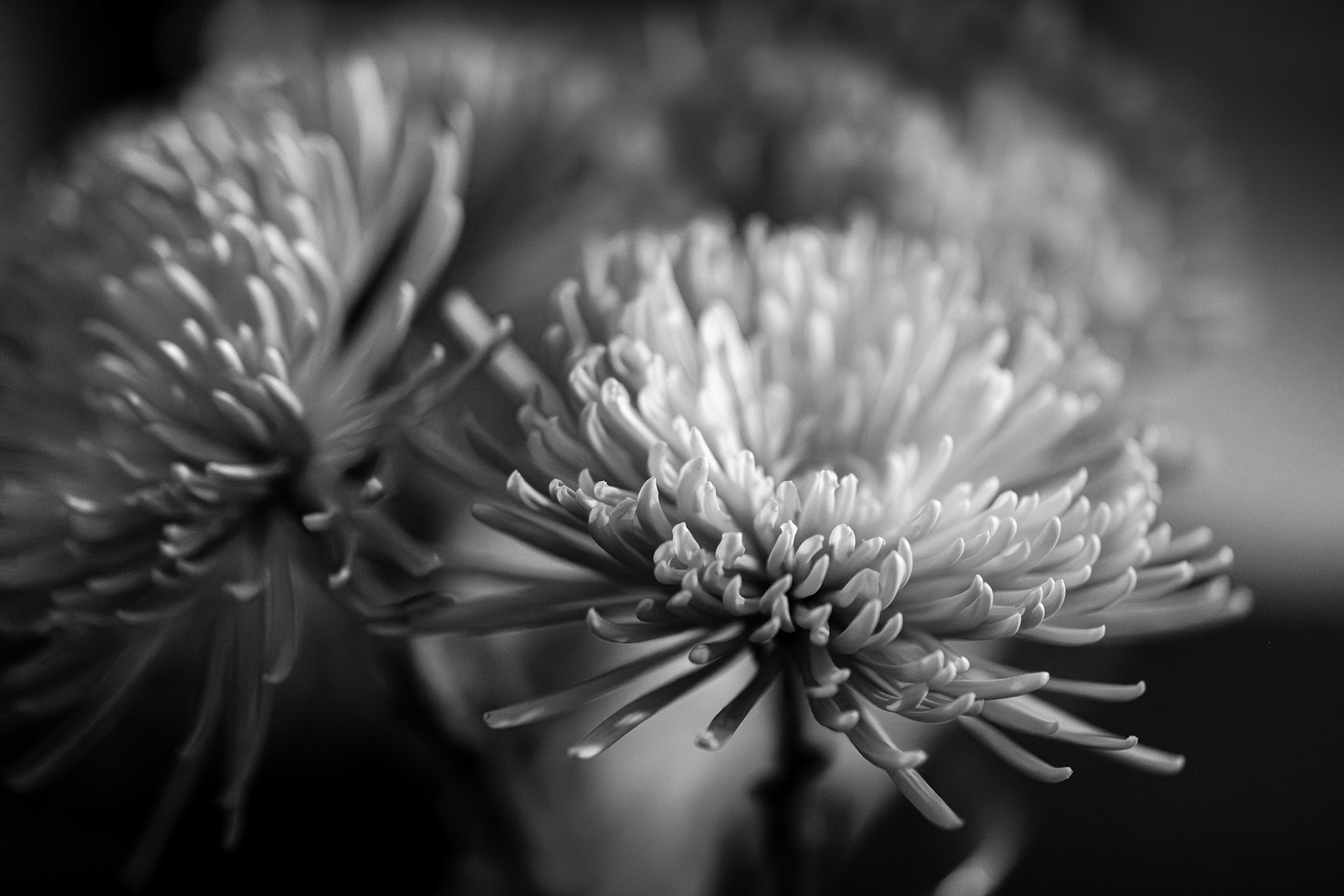 Flower Petals