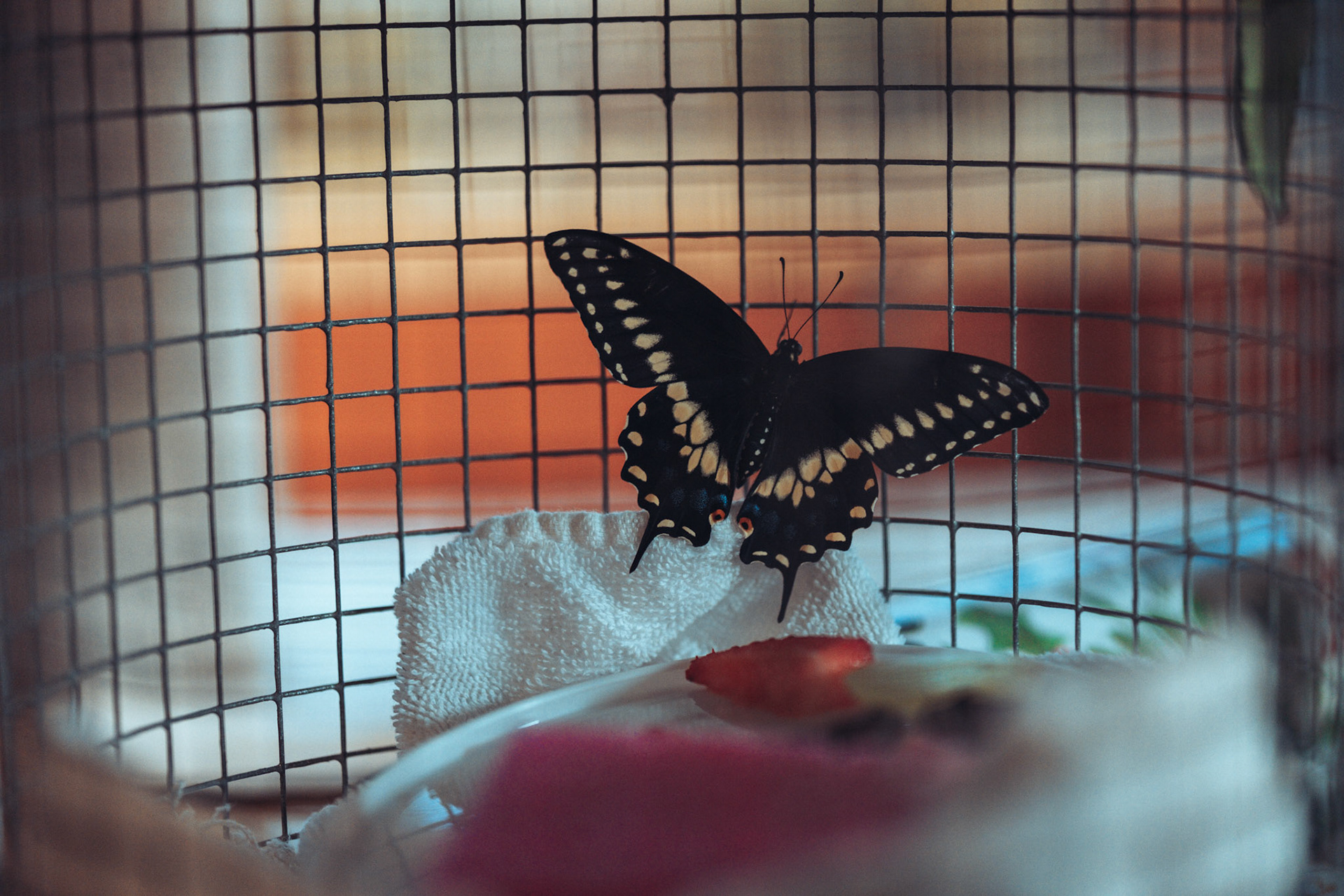 Emerged