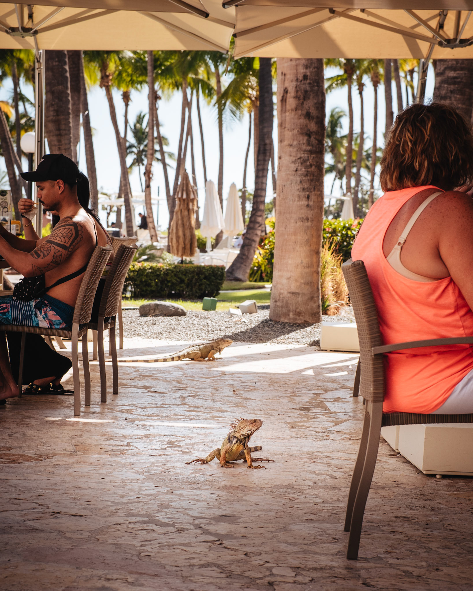 Beggin' Lizzard