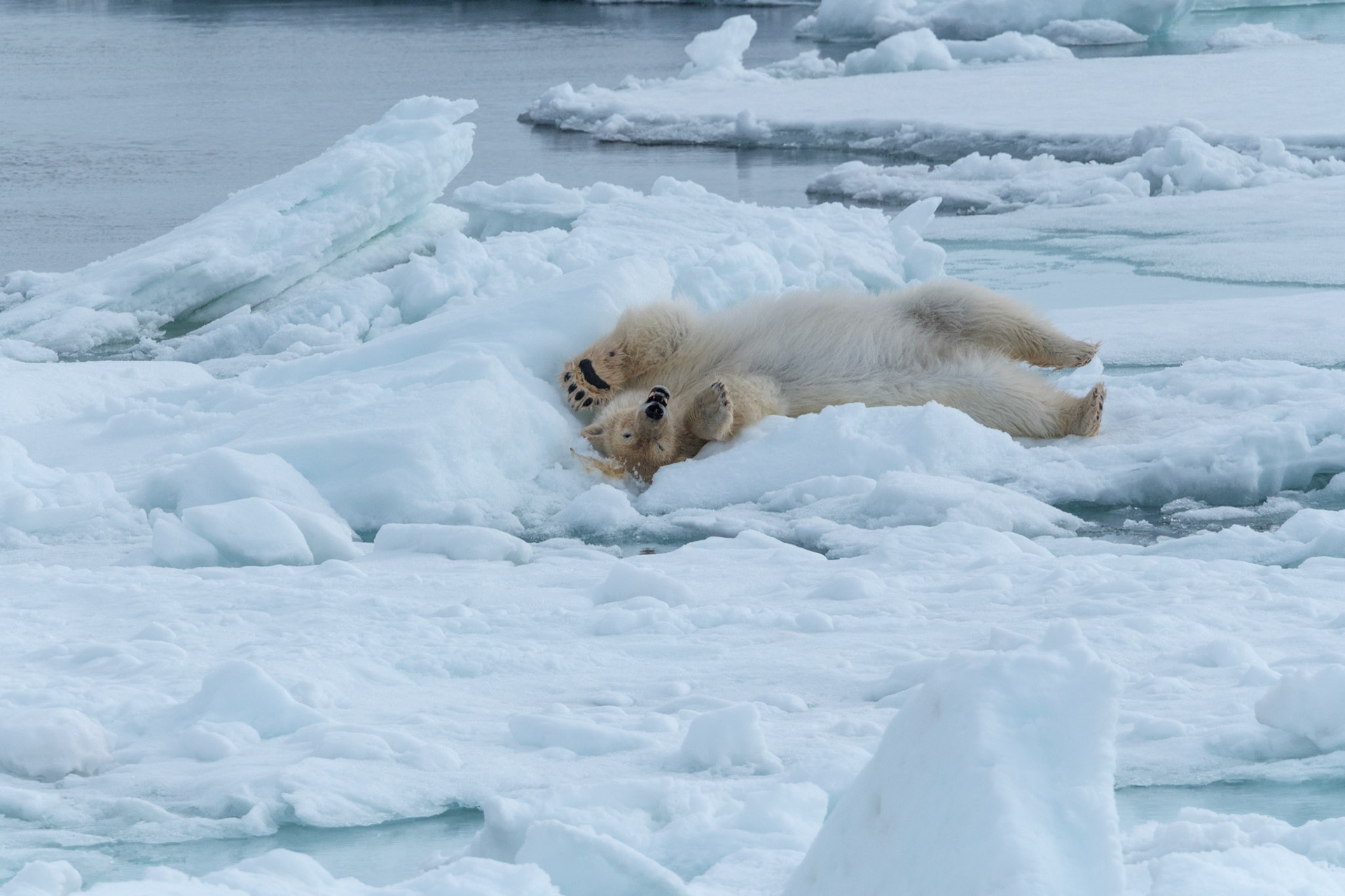 Playful Bear