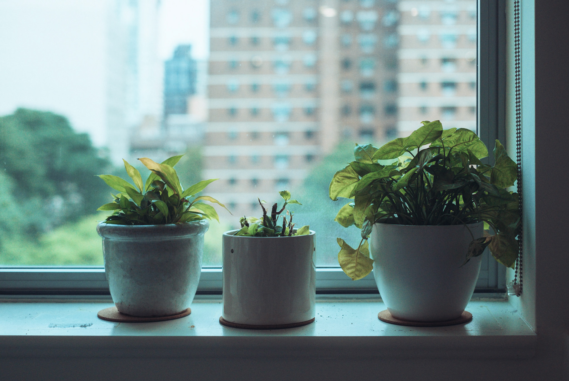 Window Plants