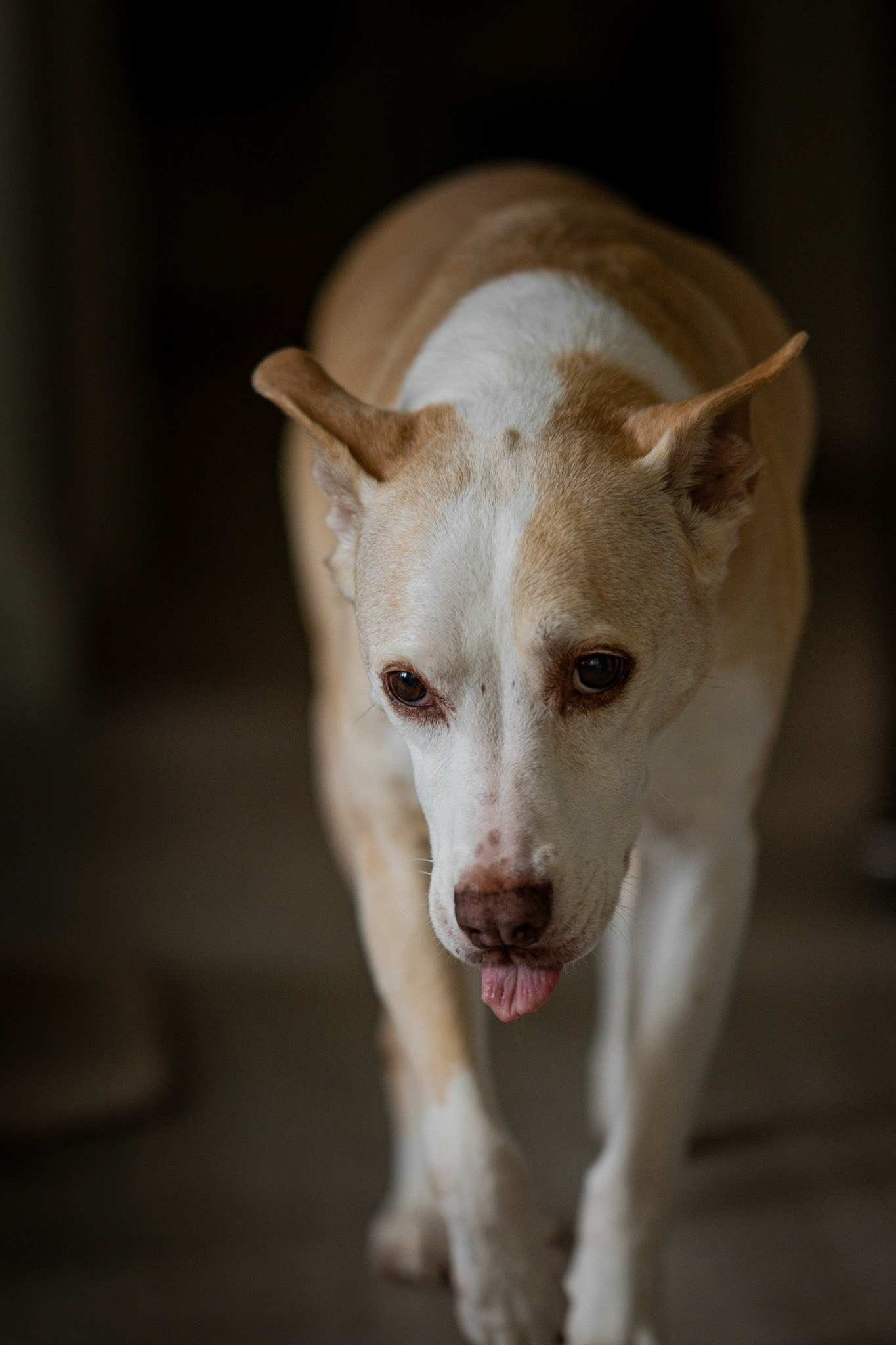 Sun's Out, Tongue's Out