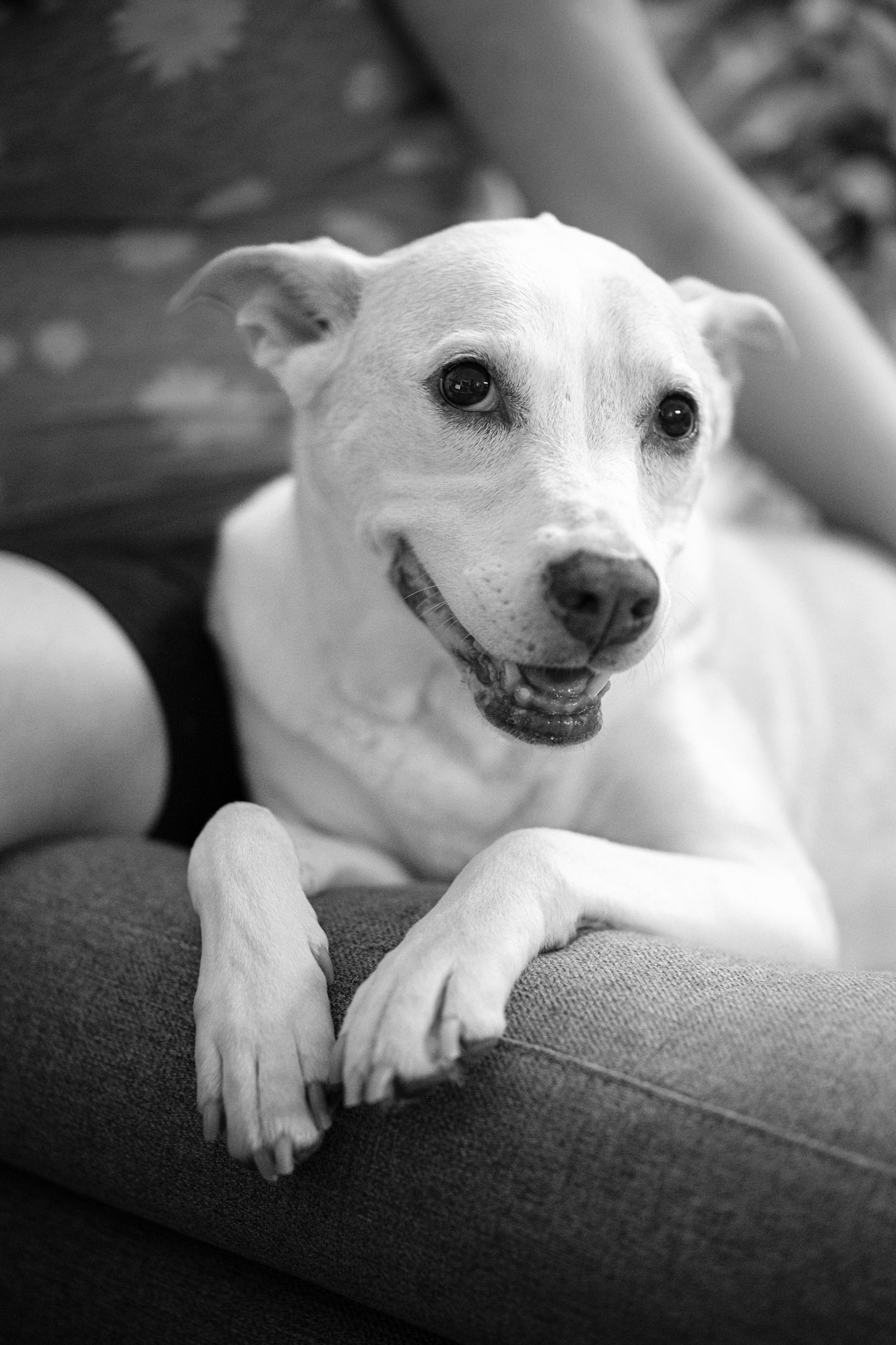 Strike a Dog Pose