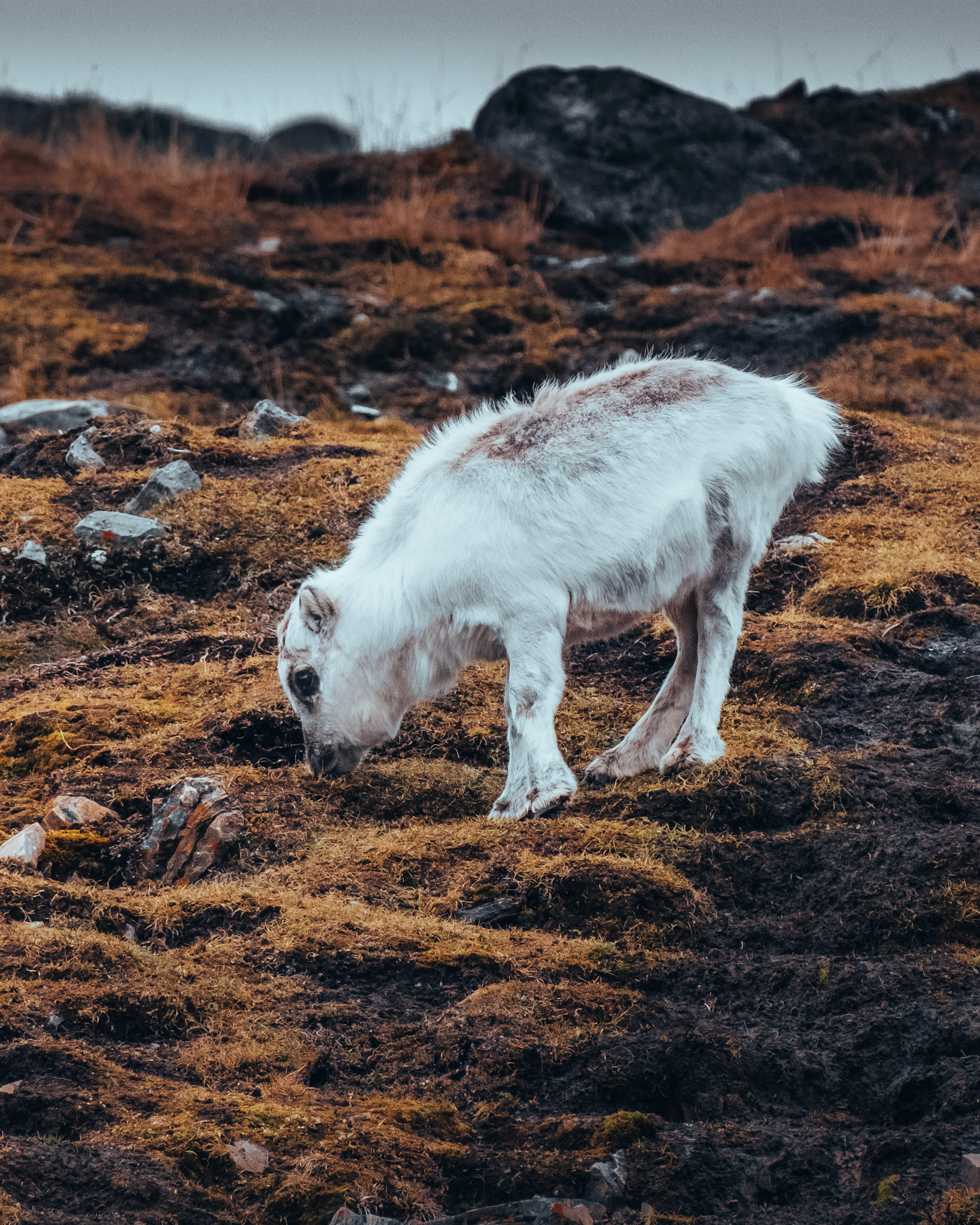 Baby Deer