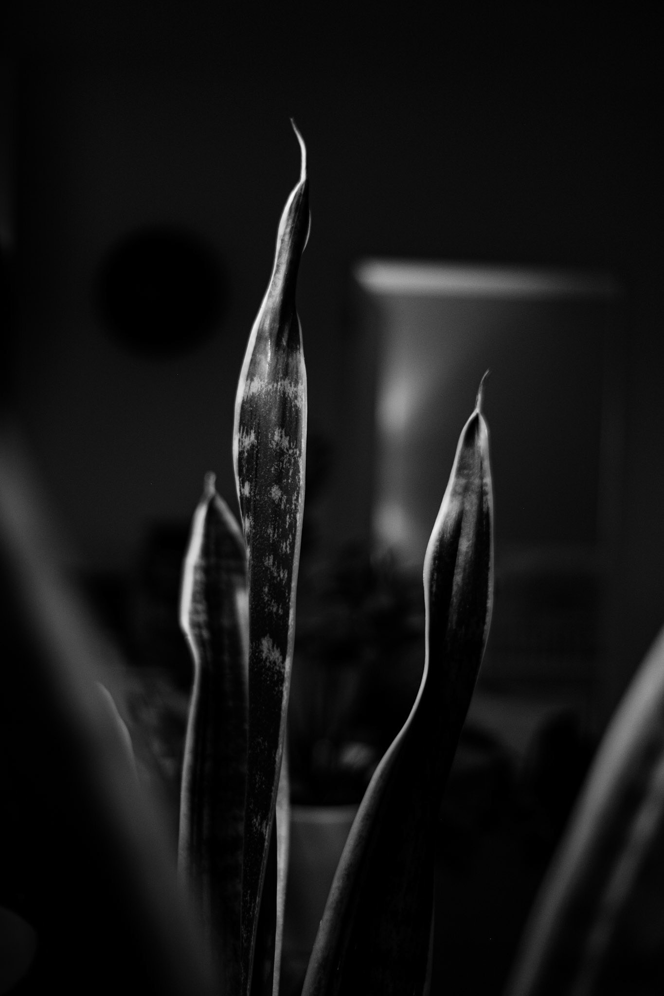 Spider Plant