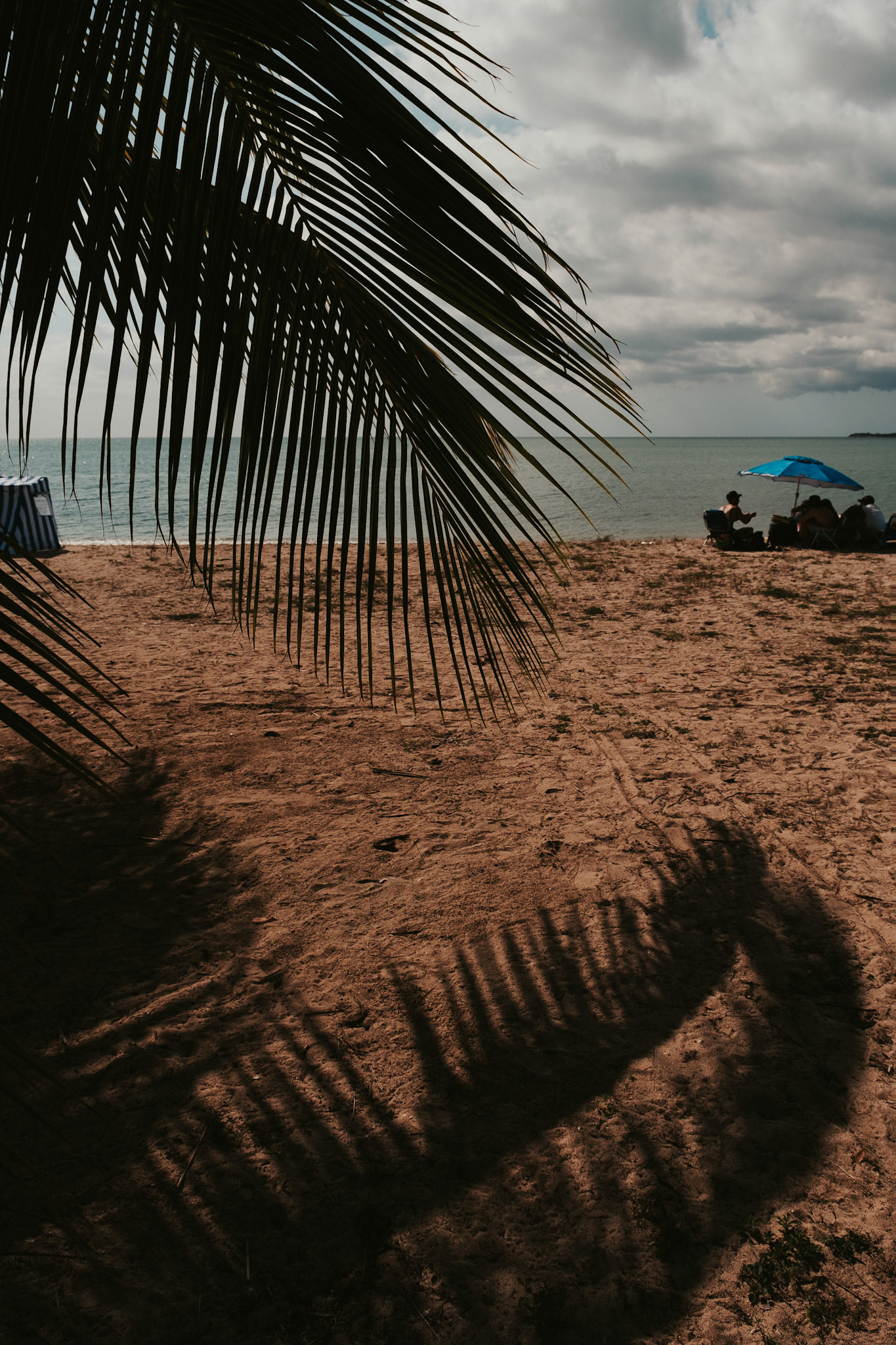 Palm Paradise