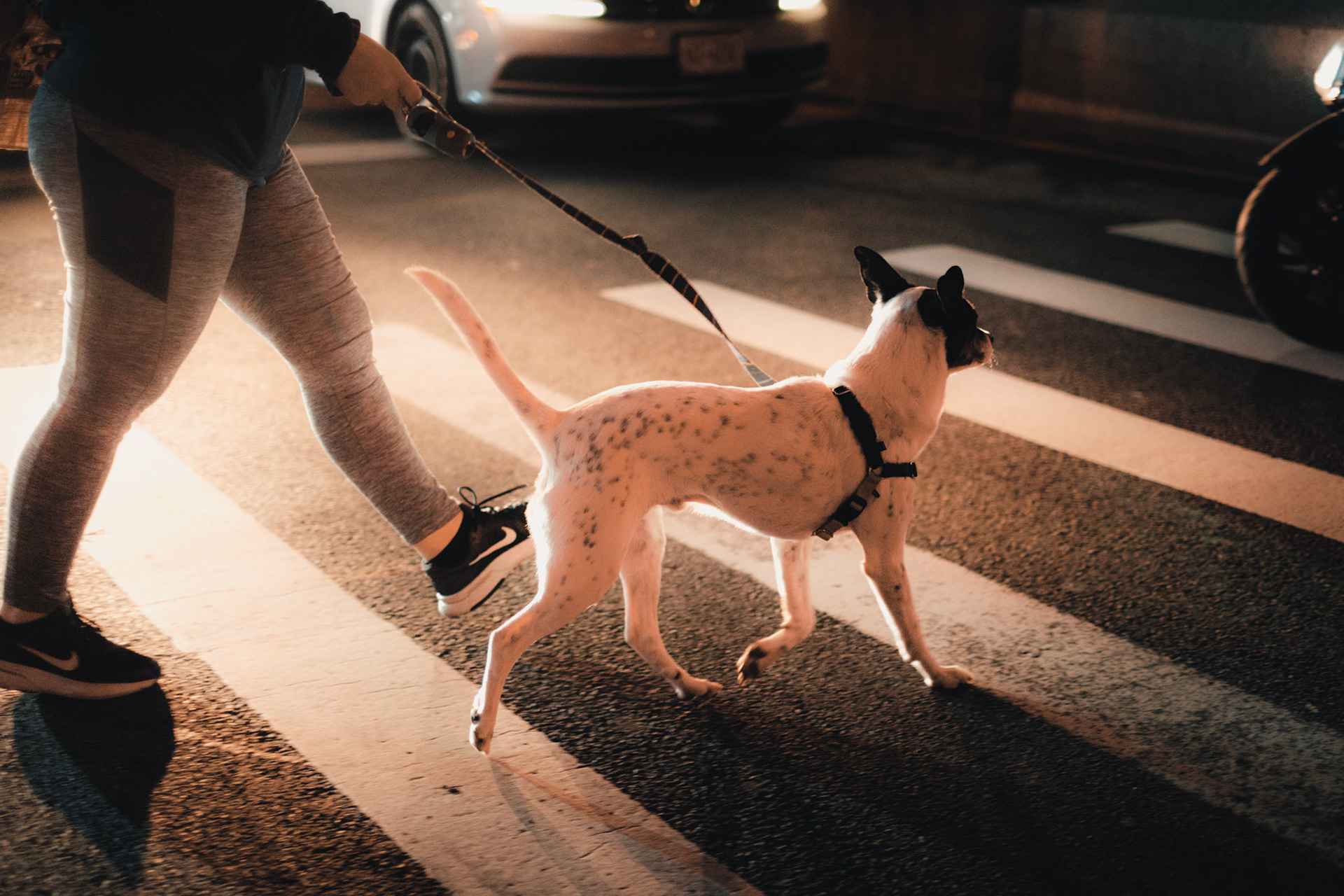 Dog Walkin'