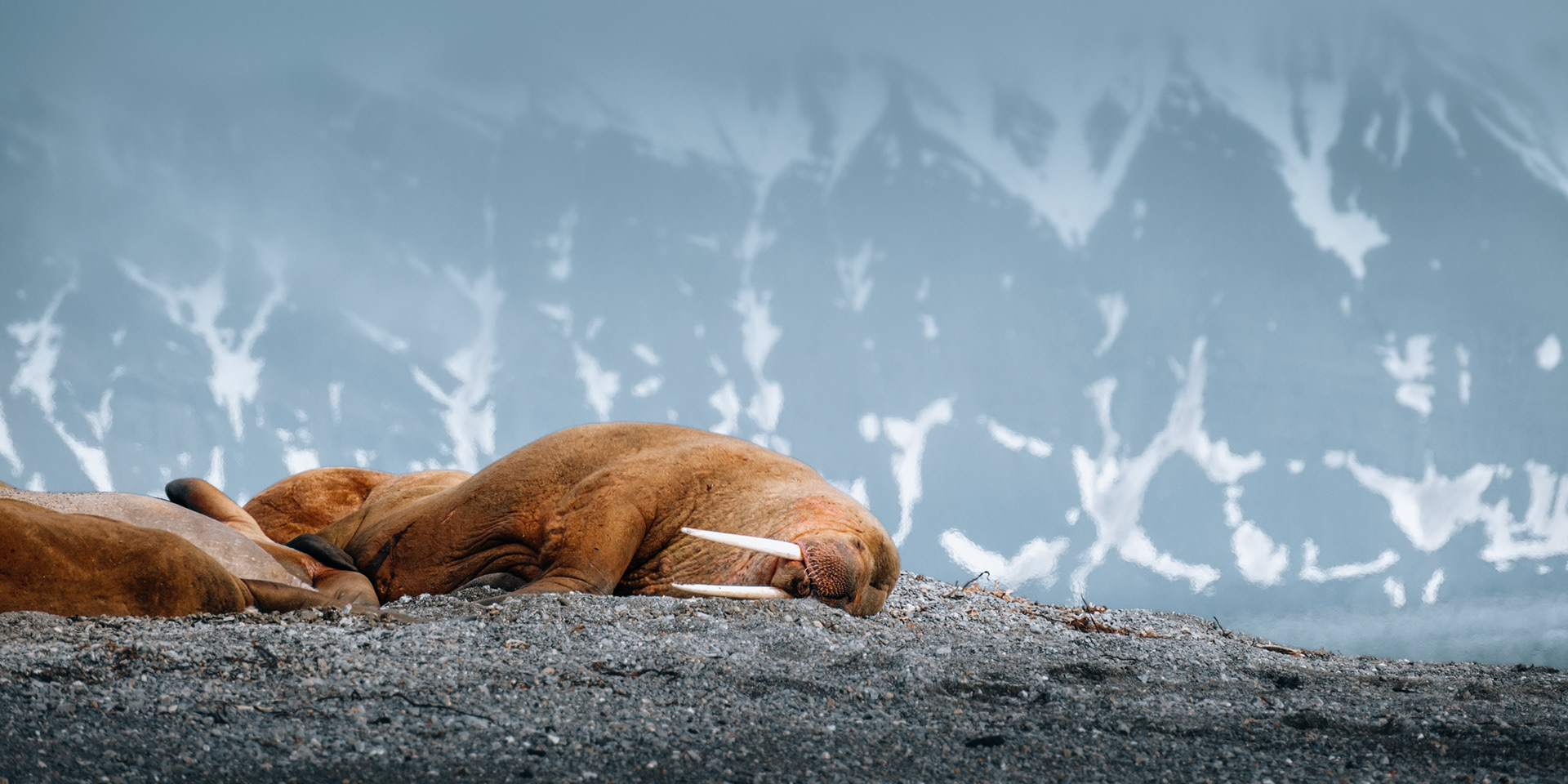 Walrus Nap