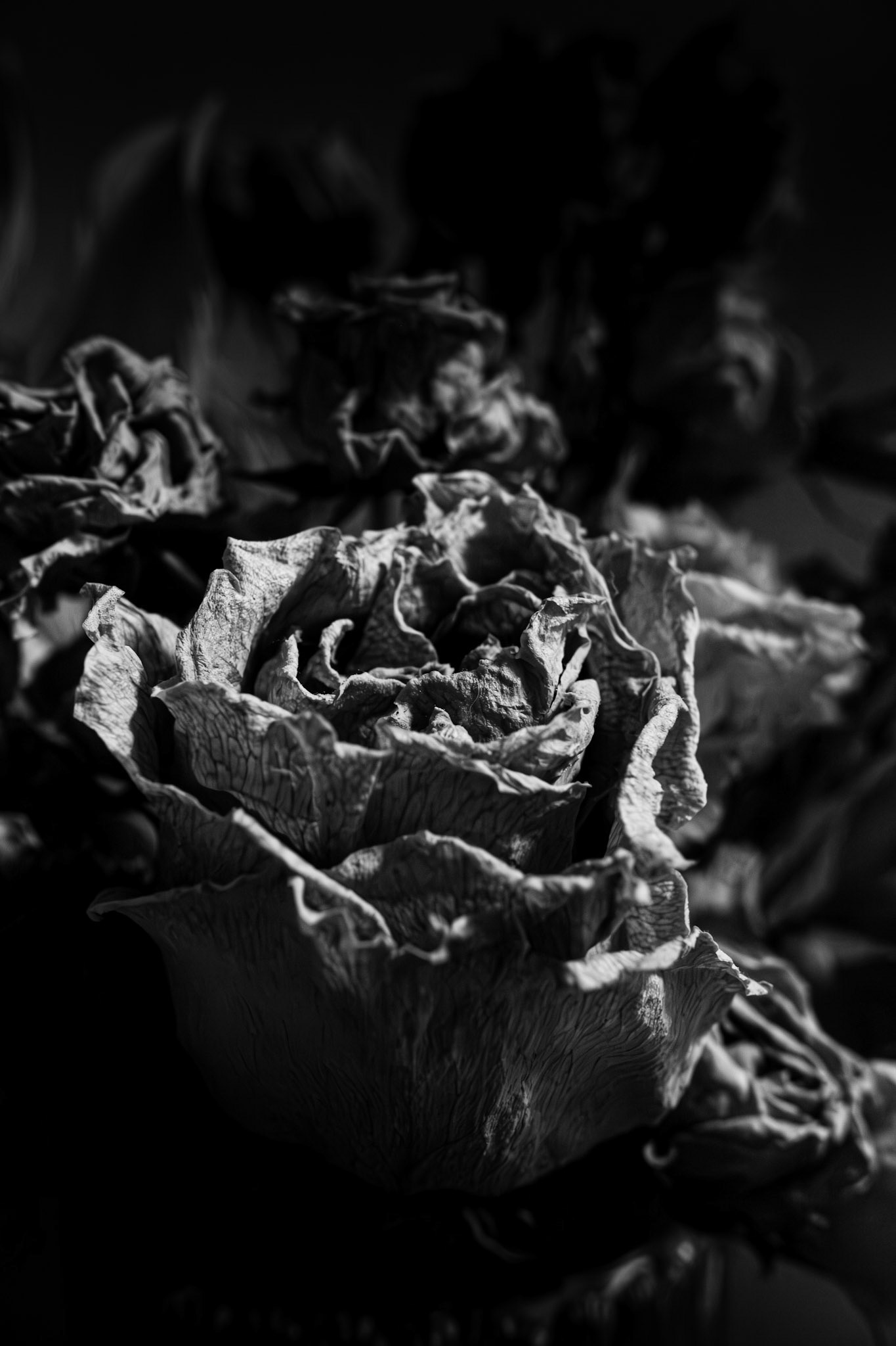 Dried Roses