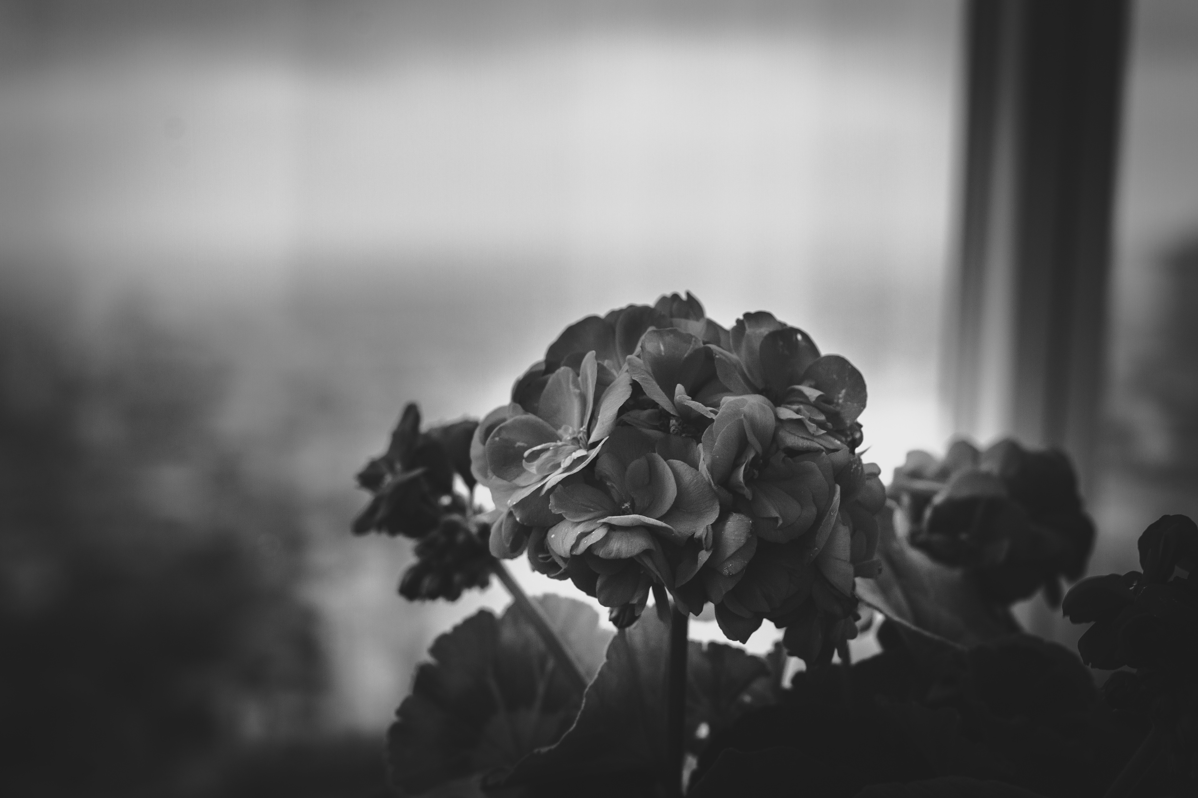 Travels. London, England. B/W. 11-12.