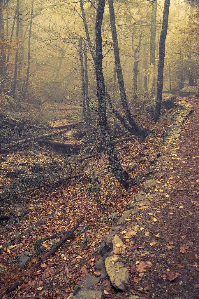 Misty Autumn Trail  2009 (Shenandoah NP, VA)