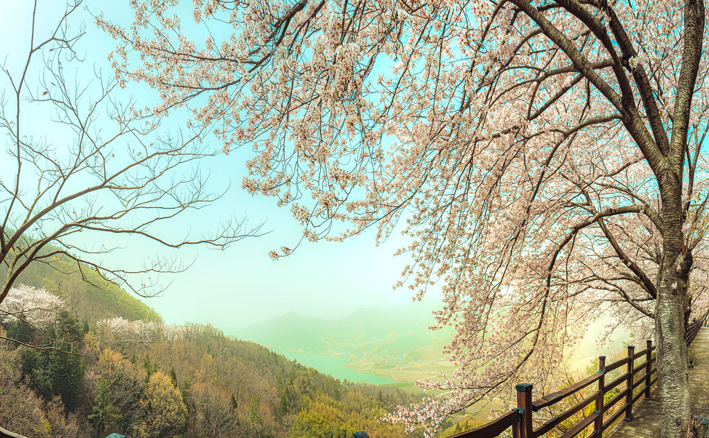 Cherry Panorama  2021 (near Yeosu, South Korea)