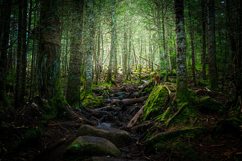 The Path Forward  2021 (Big Slide Mountain, Adirondack High Peaks, NY)