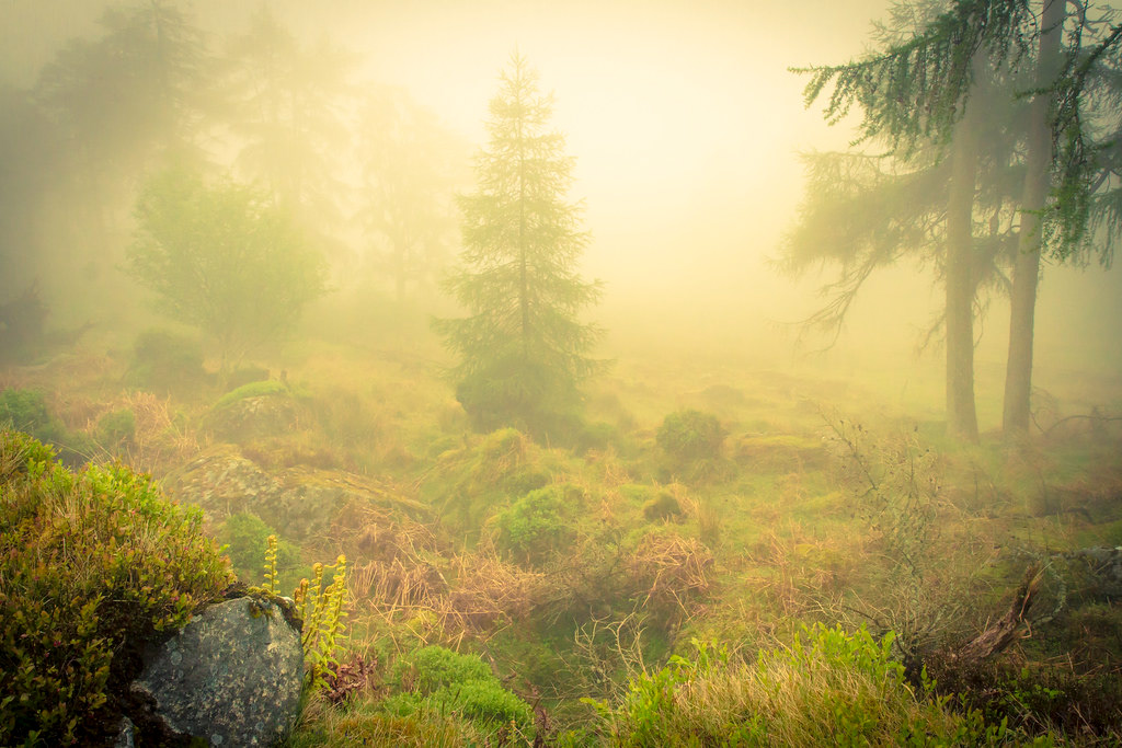 Glendalough Fog  2014 (Wicklow Mountains, Ireland)