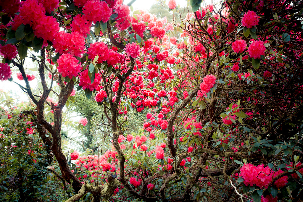 Giant Rhododendron 2014 (Muckross House, Killarney NP, Ireland)