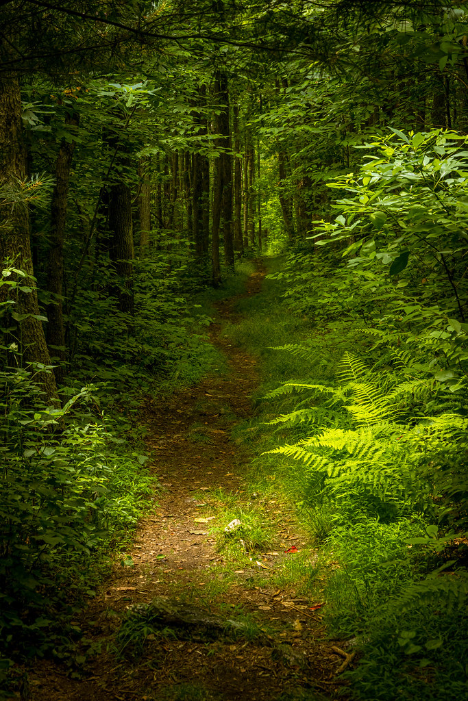 Appalachian Sunbeams  2021 (Appalachian Trail near Lehighton, PA)