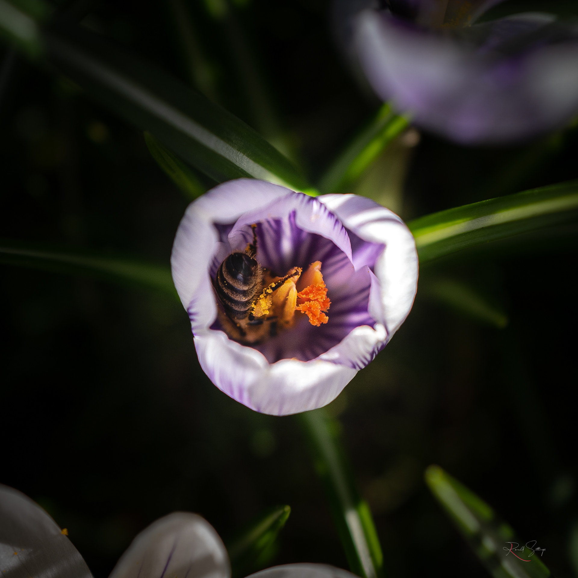Leica Q2 Macro