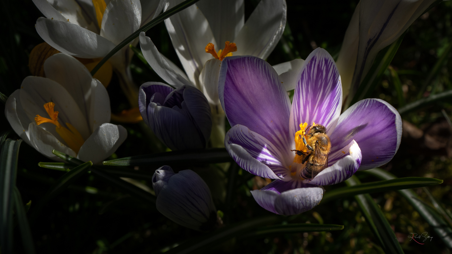 Leica Q2 Macro