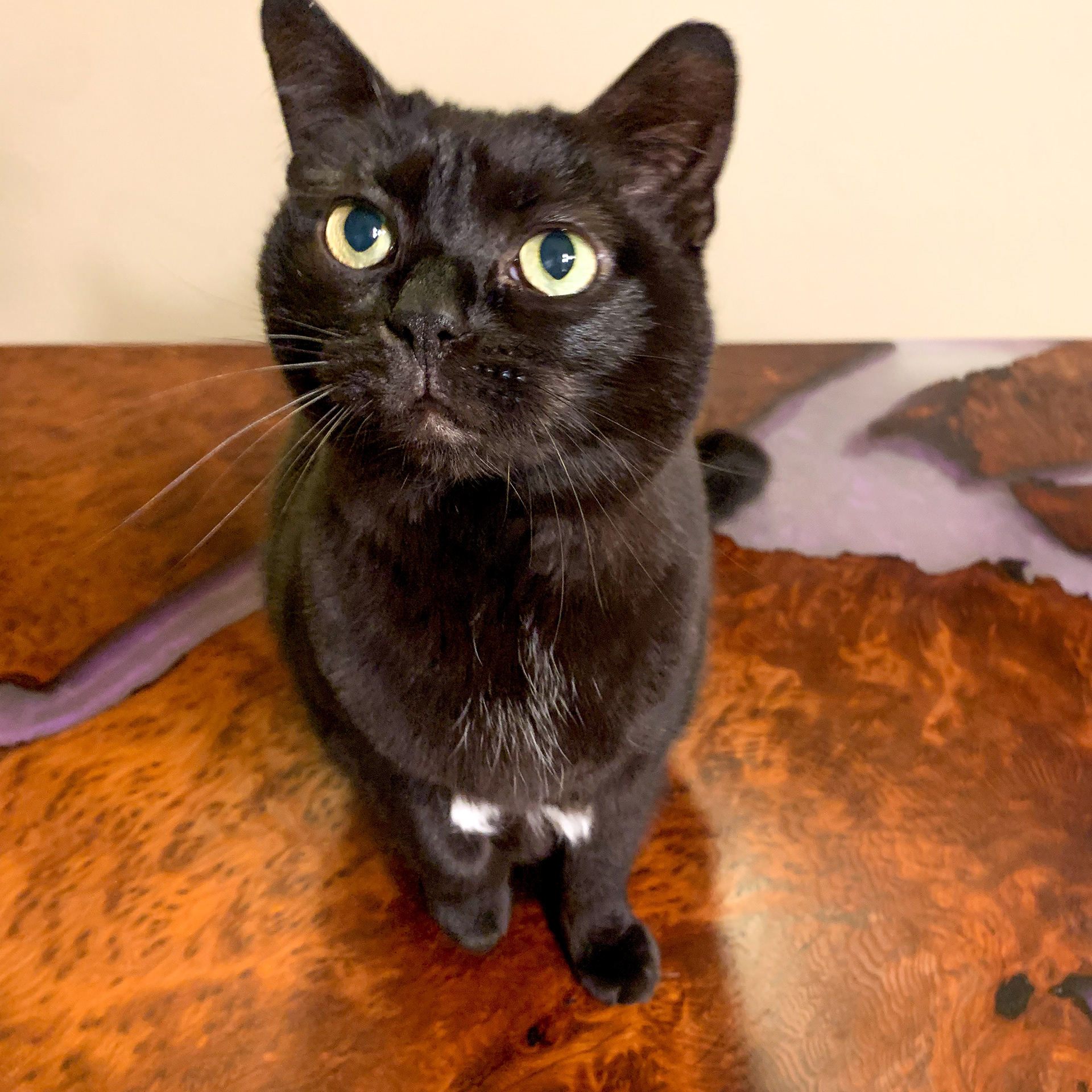Redwood Slab and Smokey Purple Resin River Coffee Table with Black Mat Legs, Lucy loves it!