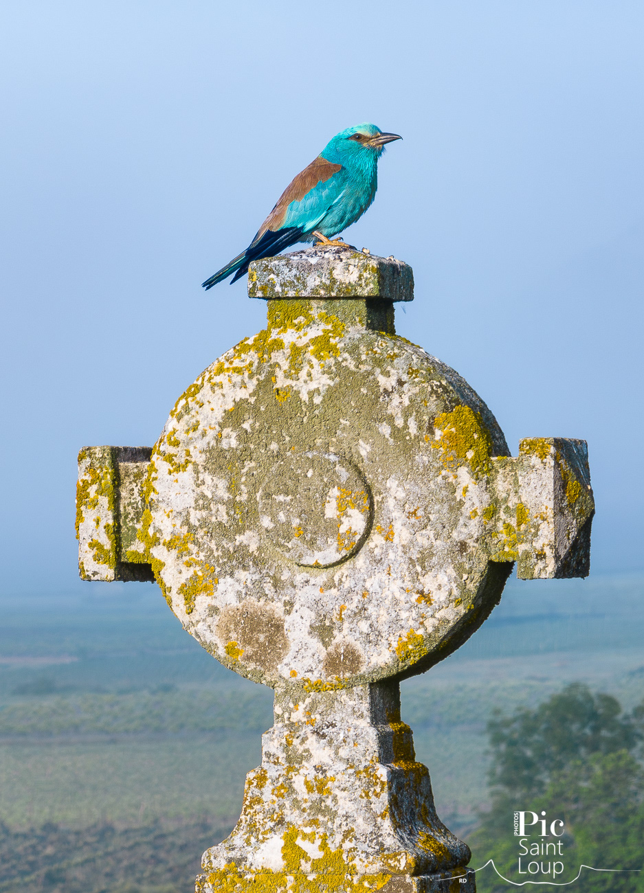 Rollier d'Europe sur la croix d'Aleyrac