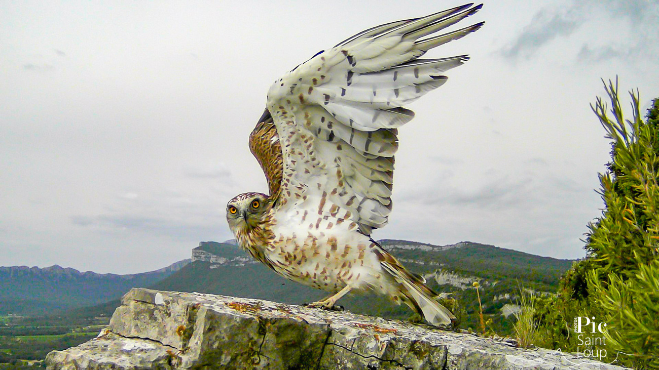 Circaète Jean-le-blanc