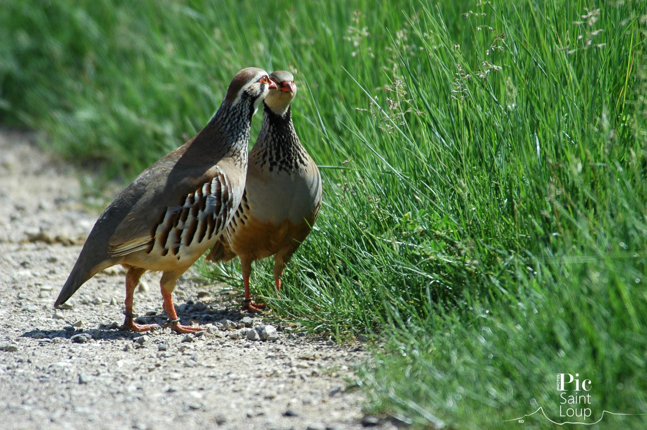 Perdrix rouges