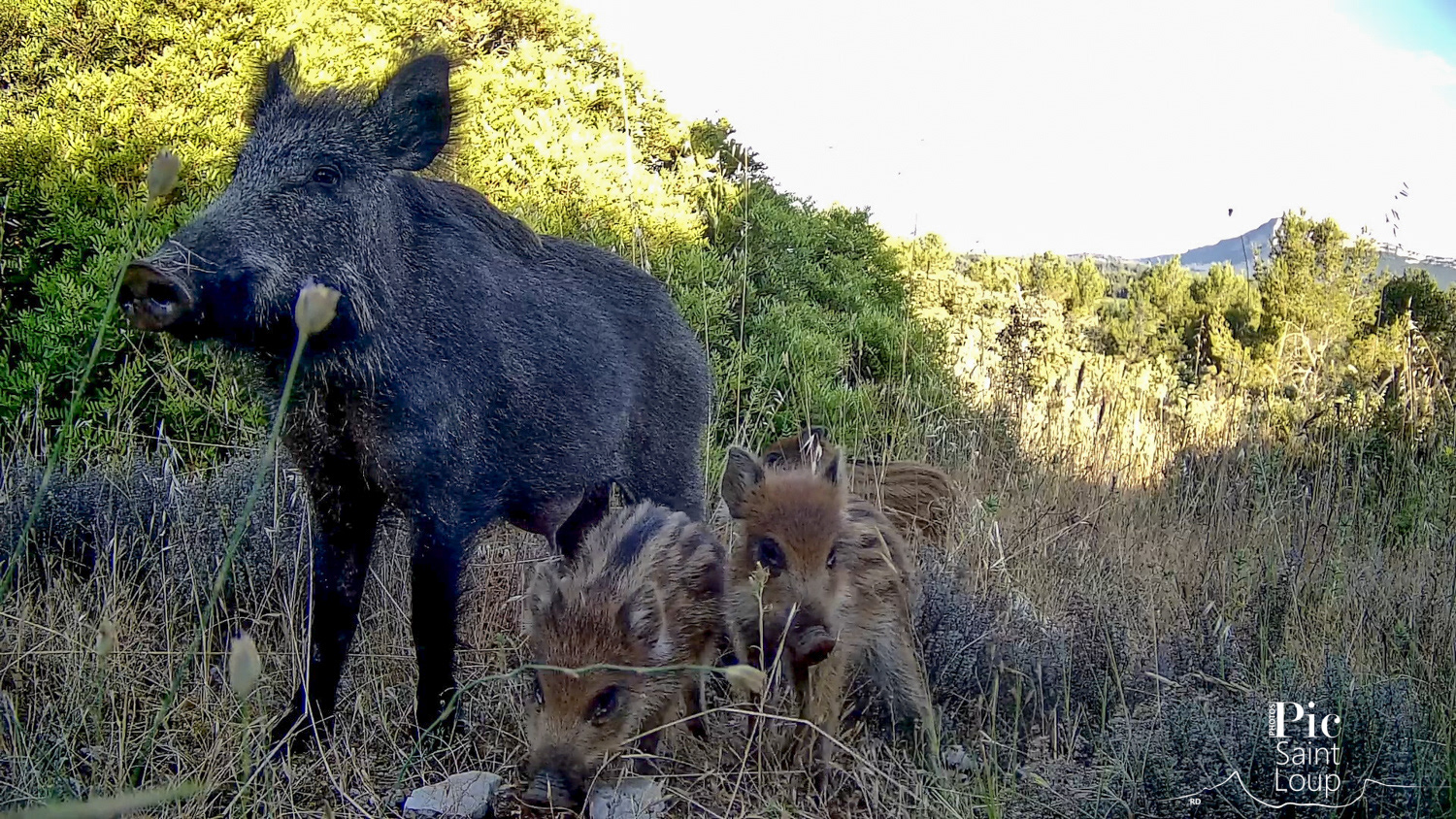 Femelle sanglier et marcassins