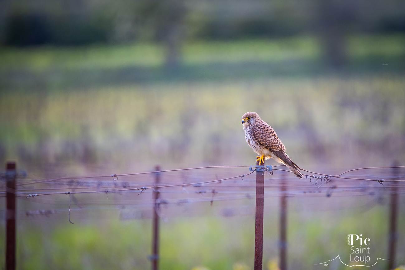 Faucon crécerelle mâle