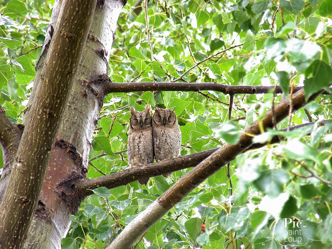 Couple de hiboux petits ducs