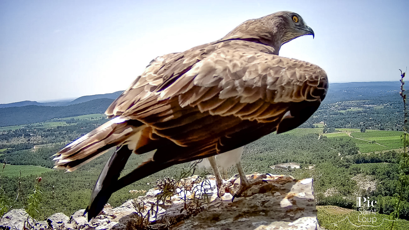 Circaète Jean-le-blanc