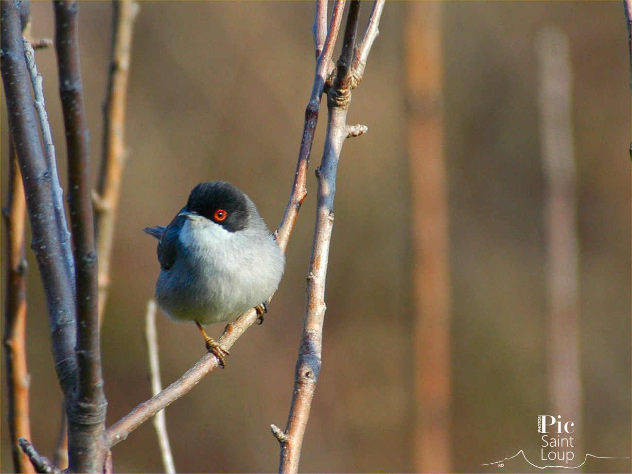 Fauvette mélanocéphale