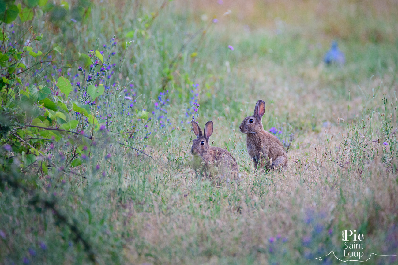 Lapins de Garenne