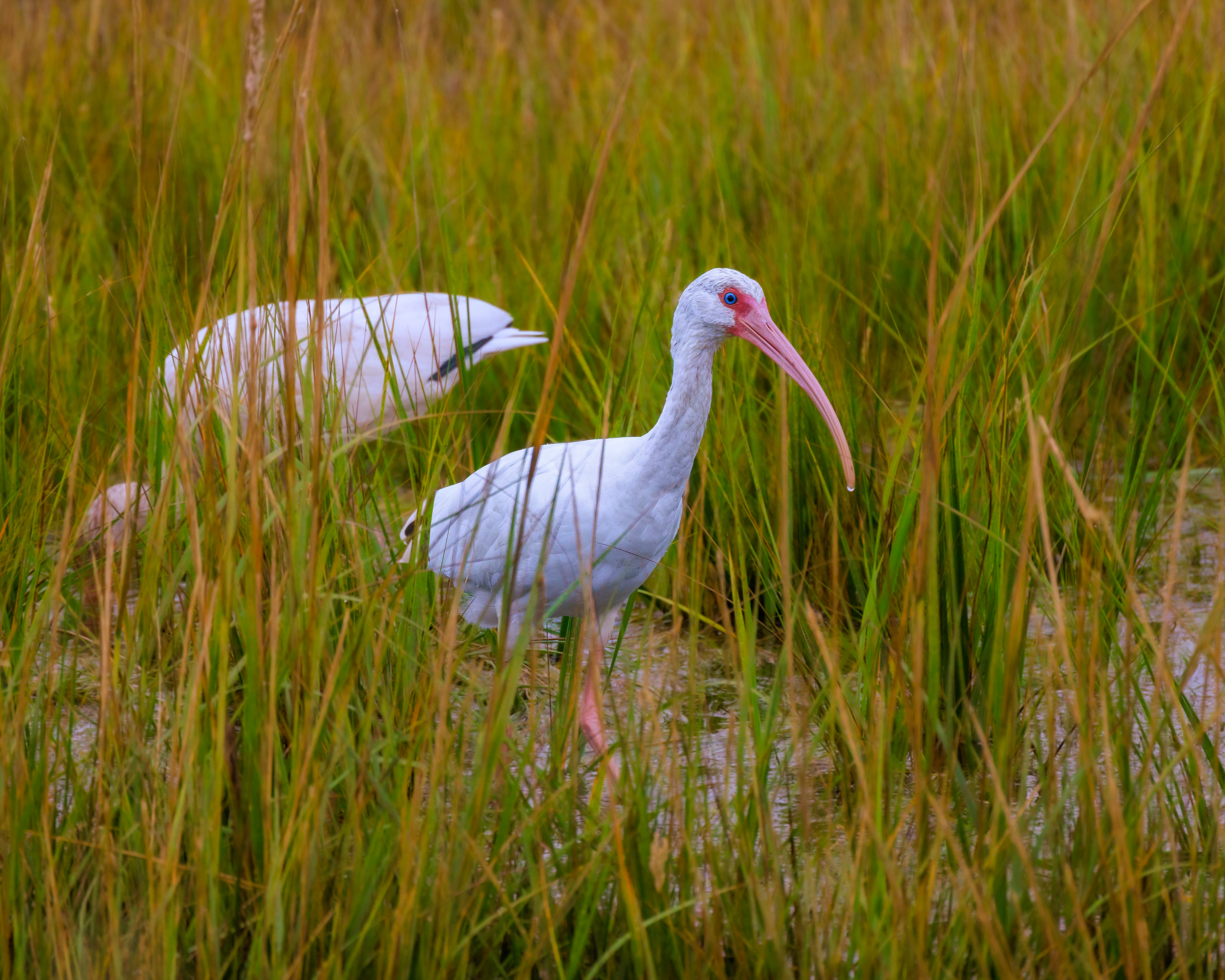 White Ibis
