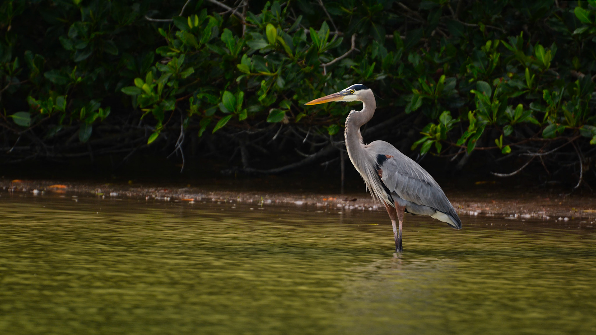 Grand Héron (Ardea herodias) dans la Réserve de la Biosphère de Ría Lagartos, Yucatán, Mexique