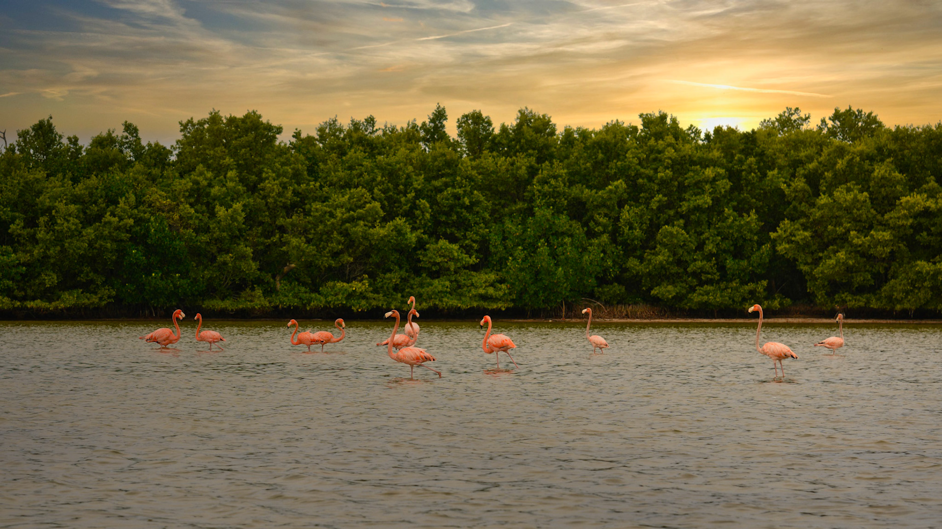 Flamants des Caraïbes (Phoenicopterus ruber) dans la Réserve de la Biosphère de Ría Lagartos, Yucatán, Mexique
