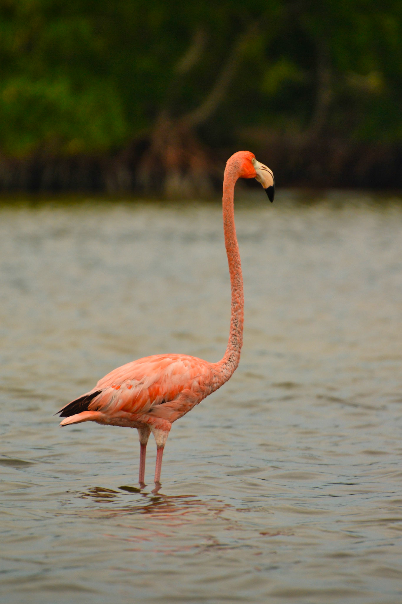 Flamant des Caraïbes (Phoenicopterus ruber) dans la Réserve de la Biosphère de Ría Lagartos, Yucatán, Mexique