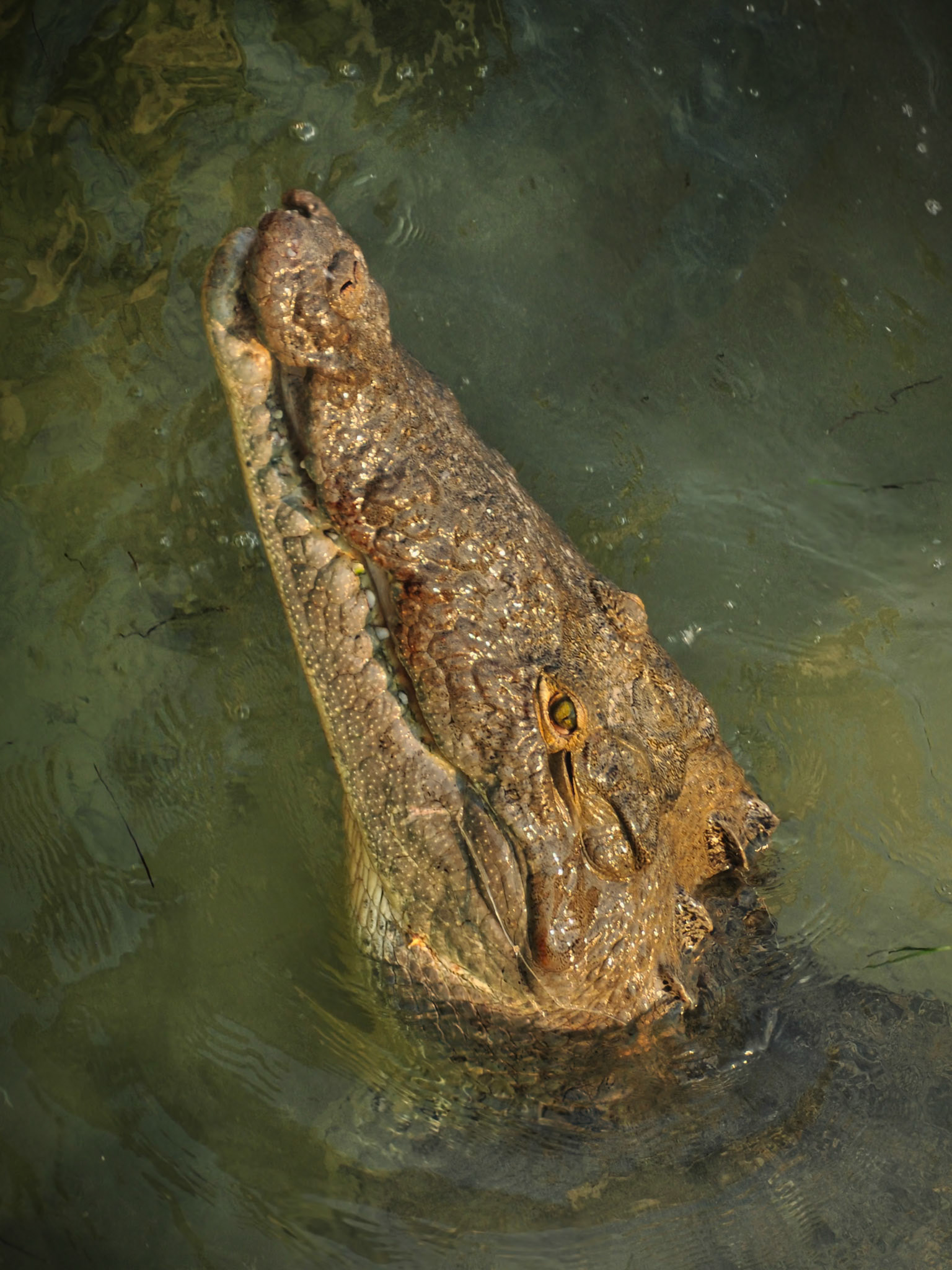 Crocodile américain (Crocodylus acutus) dans la Réserve de Sian Ka'an, Quintana Roo, Mexique
