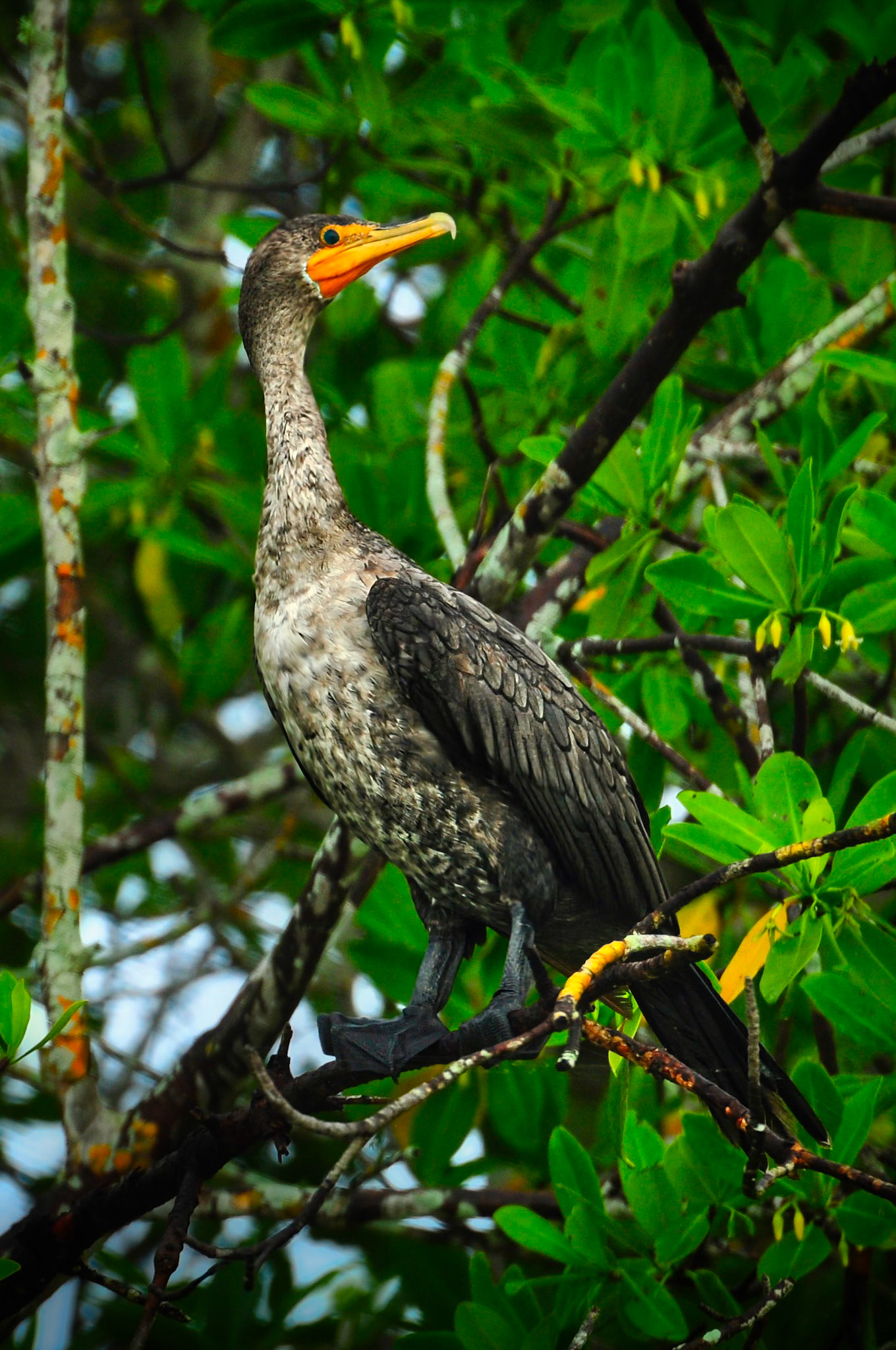 Cormoran à Aigrettes (Nannopterum auritum) dans la Réserve de la Biosphère de Ría Celestún, Yucatán, Mexique
