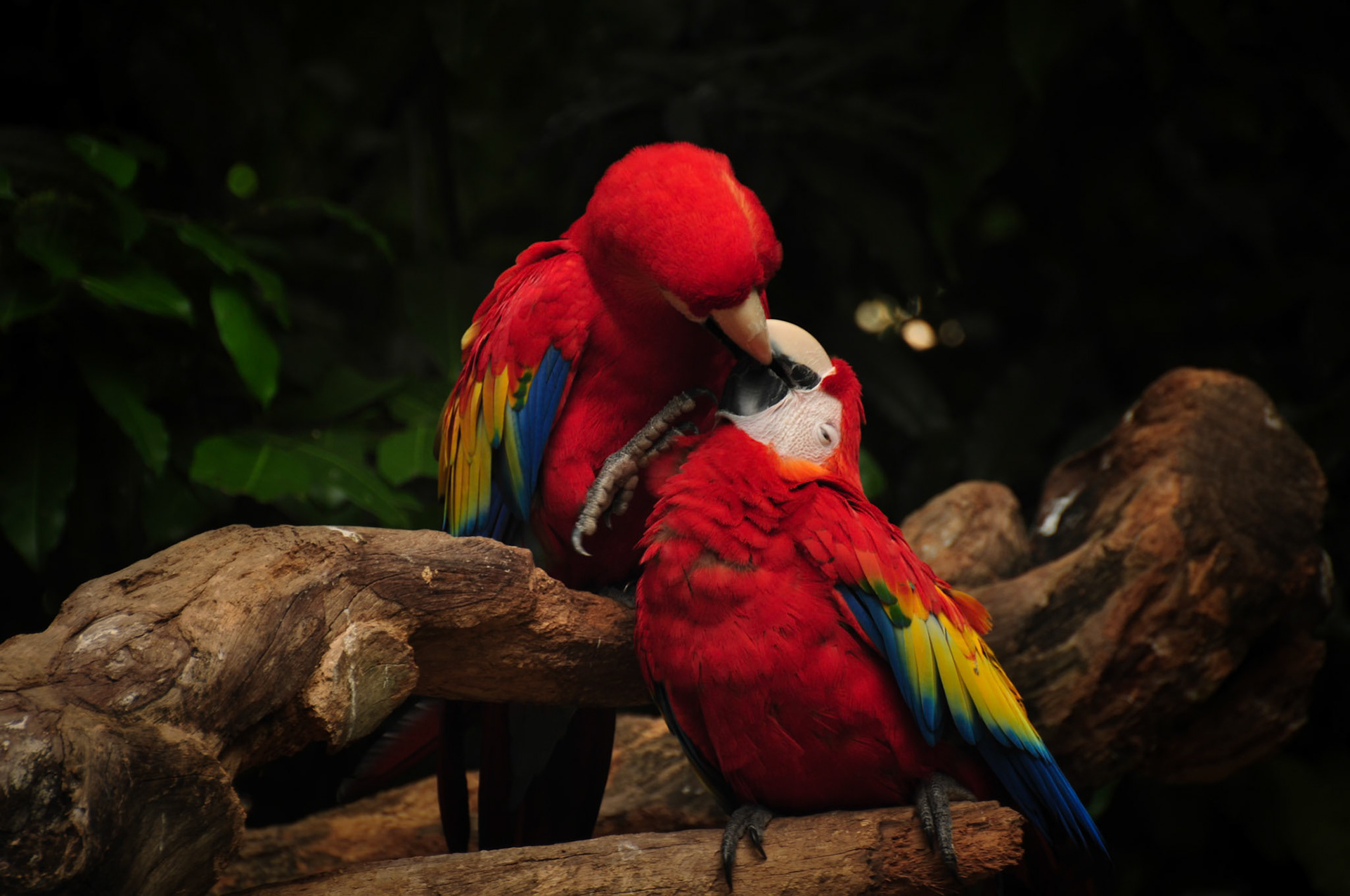 Couple de Ara rouge (Ara macao) dans le parc de Xcaret, Mexique