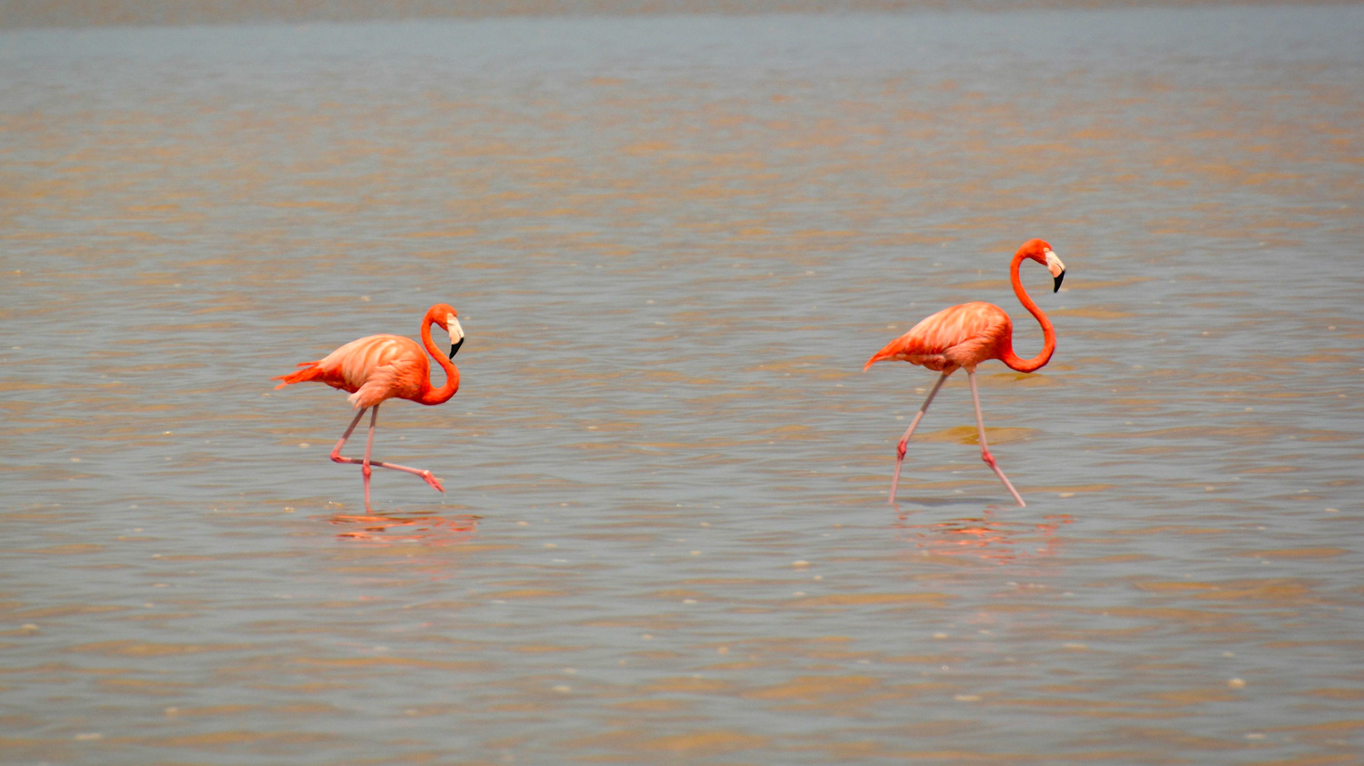 Flamants des Caraïbes (Phoenicopterus ruber) dans les salines de Las Coloradas, de la Réserve de la Biosphère de Ría Lagartos, Yucatán, Mexique