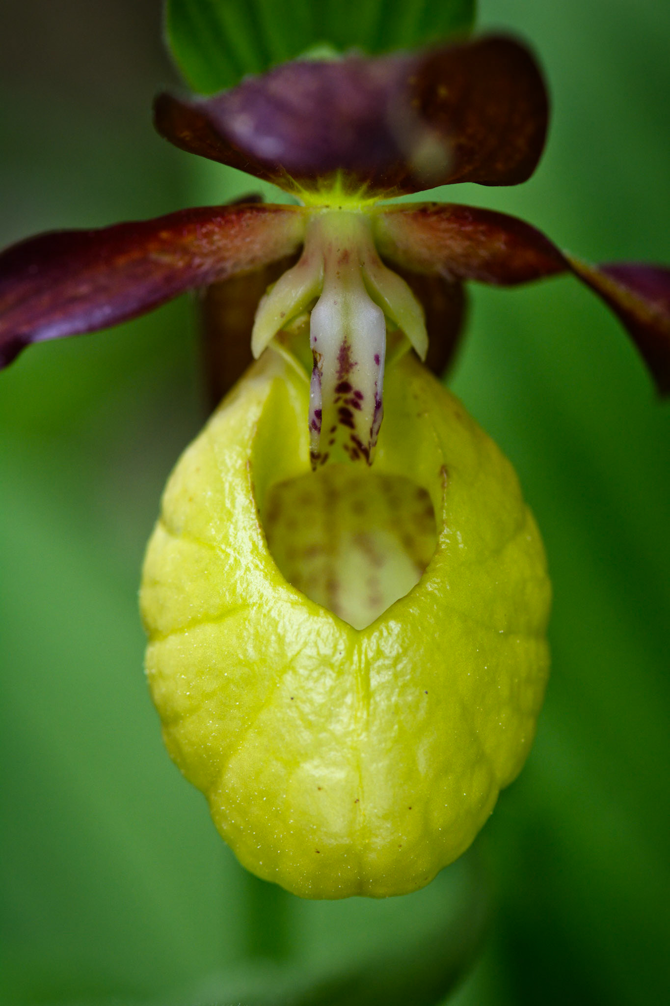 Sabot-de-Vénus d'Europe (Cypripedium calceolus) près du Mont Aiguille en Isère, France
