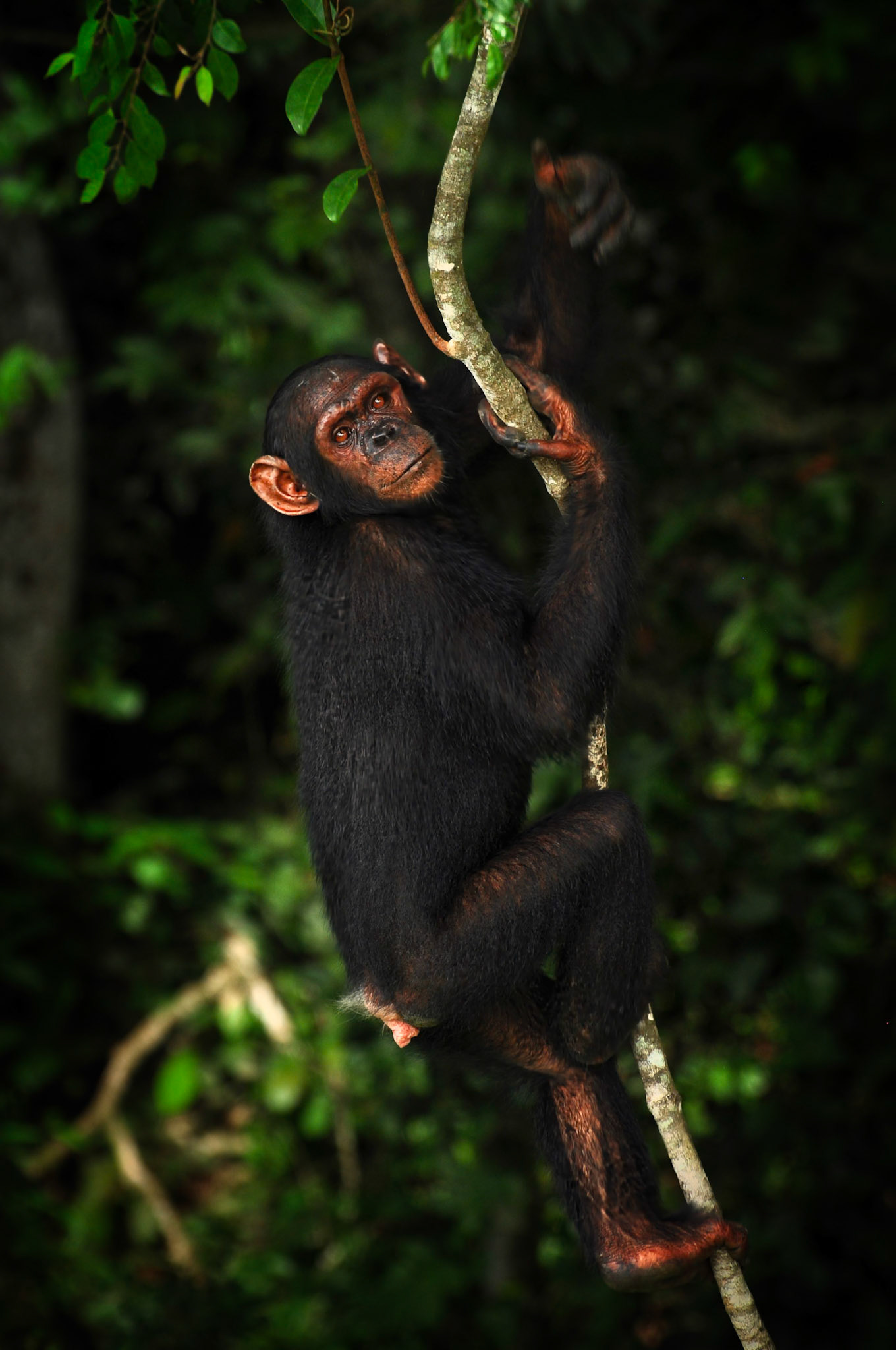 Chimpanzé Tschego (Pan troglodytes ssp. troglodytes) dans le parc de la Lékédi au Gabon