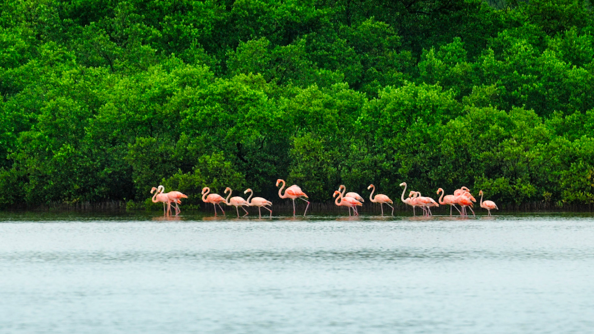 Flamants des Caraïbes (Phoenicopterus ruber) dans la Réserve de la Biosphère de Ría Celestún, Yucatán, Mexique