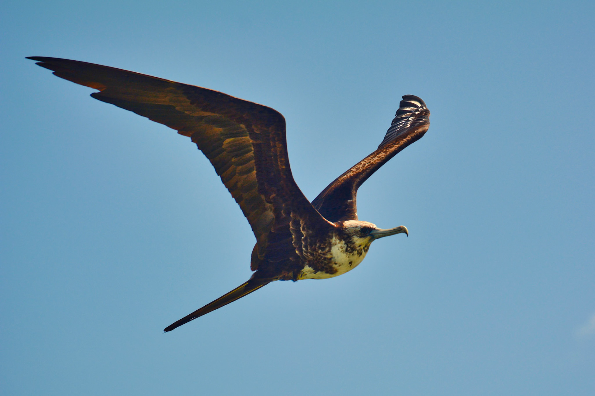 Frégate Superbe (Fregata magnificens) dans la Réserve de la Biosphère de Ría Lagartos, Yucatán, Mexique