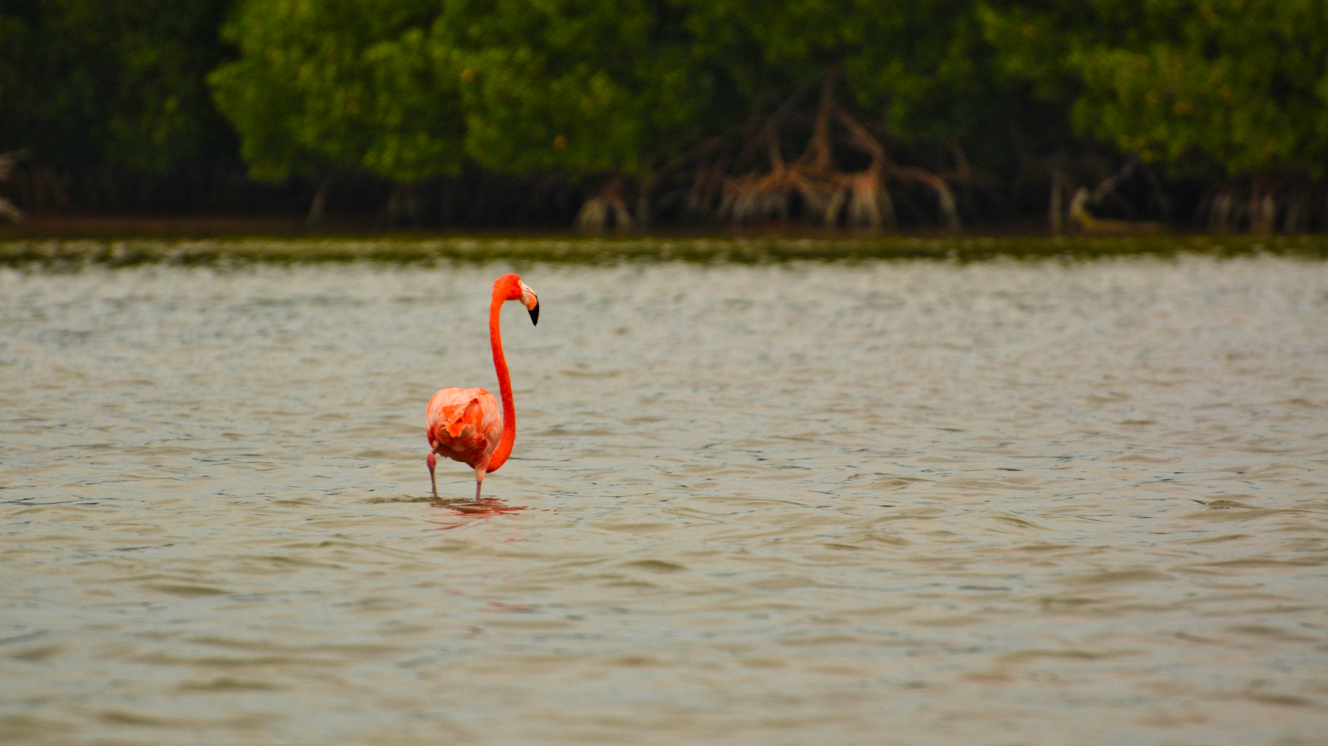 Flamant des Caraïbes (Phoenicopterus ruber) dans la Réserve de la Biosphère de Ría Lagartos, Yucatán, Mexique