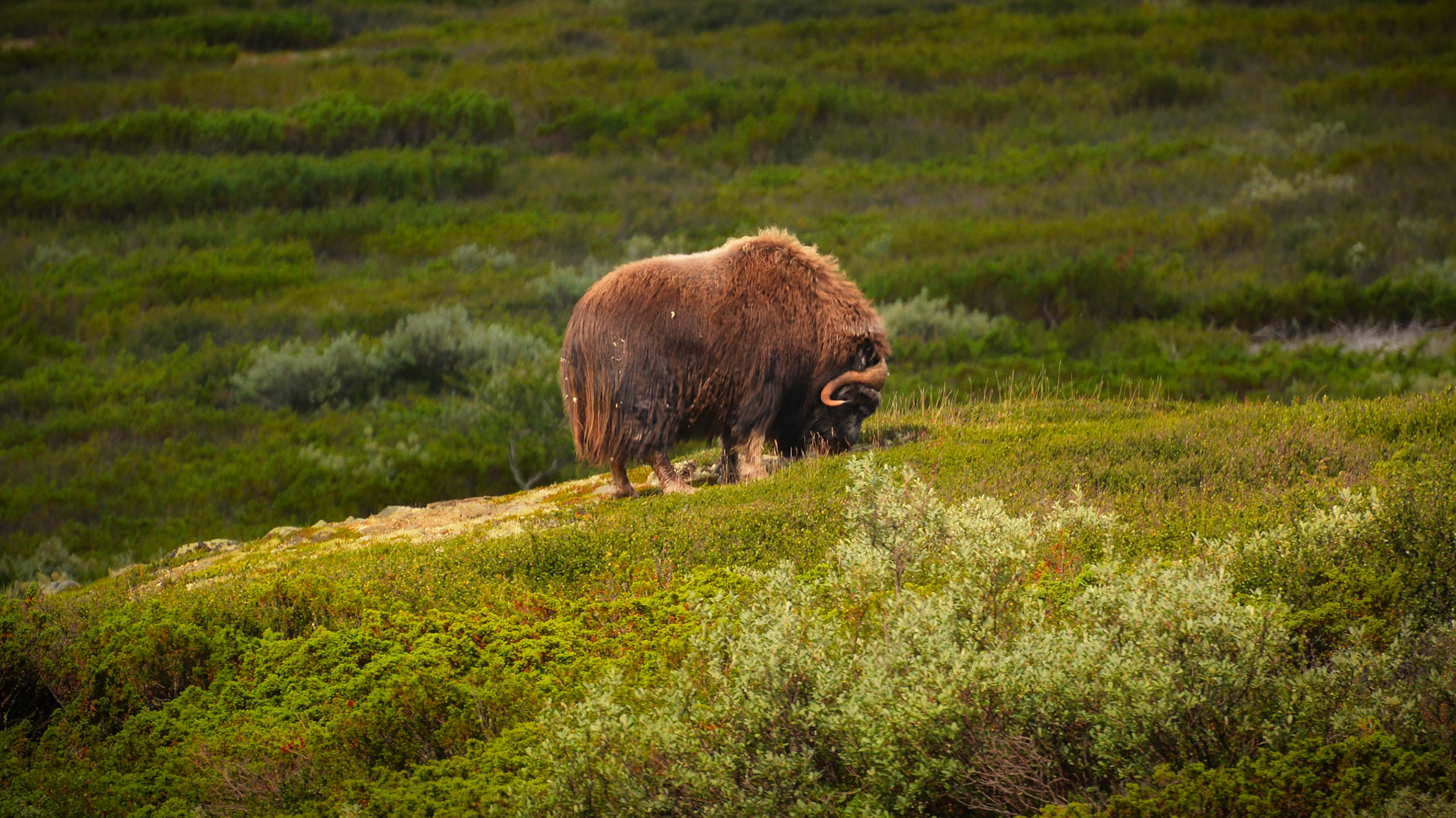 Boeuf musqué (Ovibos moschatus) dans le Parc National du Dovrefjell-Sunndalsfjella en Norvège