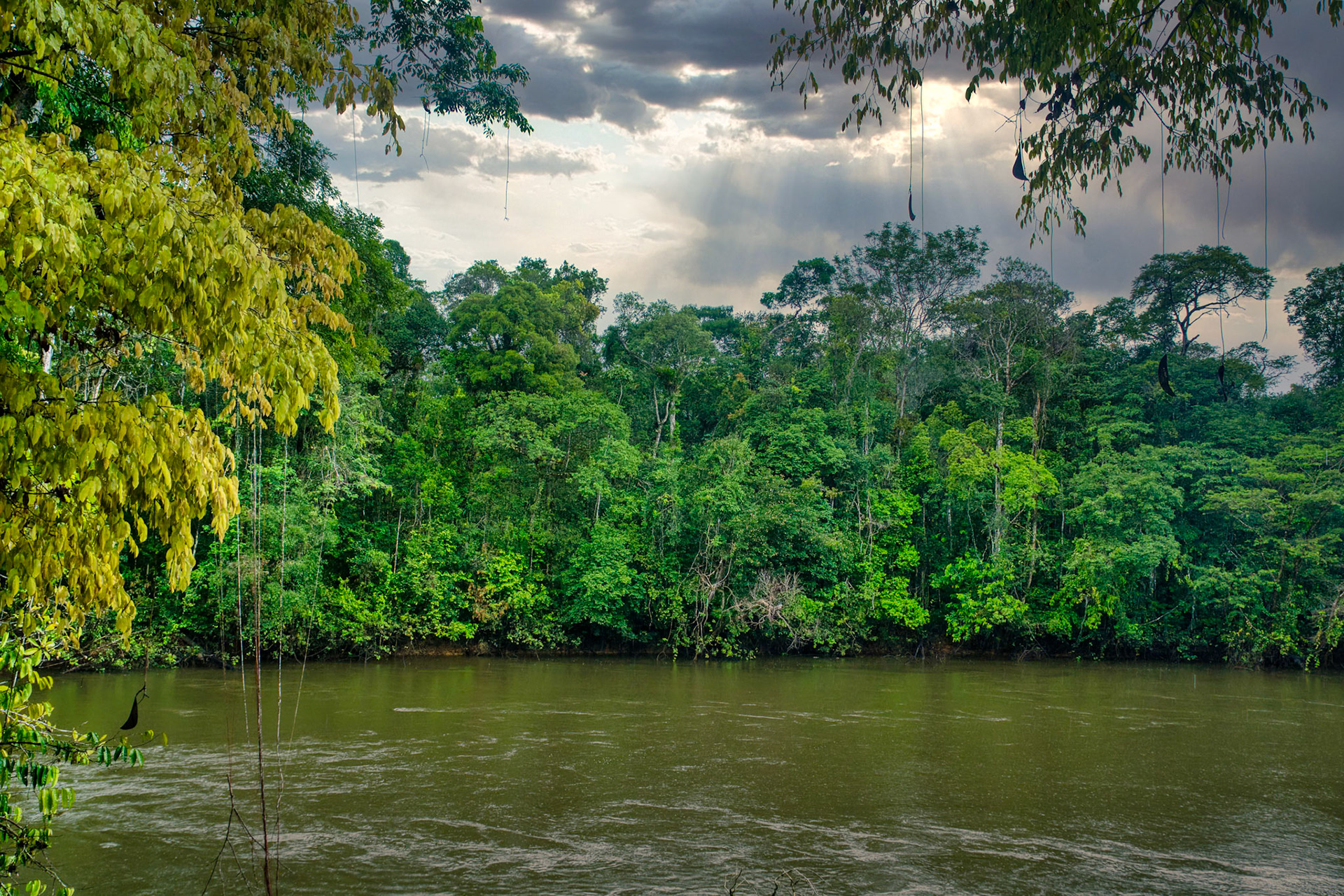Crique de l'Arataï dans la Réserve naturelle nationale des Nouragues en Guyane